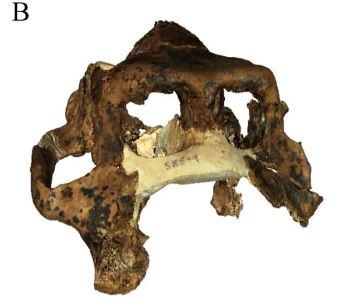 Dinopithecus had the potential to live in groups of up to dozens of individuals.
