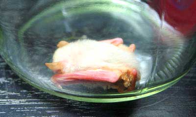 White bat captured from behind.