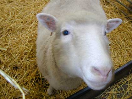 Dolly the sheep was born in Scotland, shocking the world as the first cloned animal.