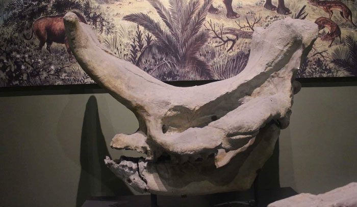 Embolotherium is a very large ancient mammal
