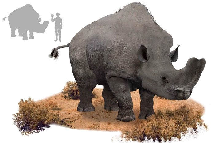 Among all ancient rhinoceros species, Embolotherium has the most unique "horn"