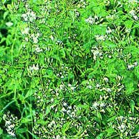 Lao Grass - Eupatorium odoratum Linn