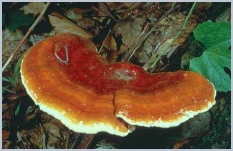 Reishi Mushroom (Ganoderma lucidum)