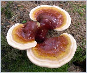 Reishi Mushroom (Ganoderma lucidum)