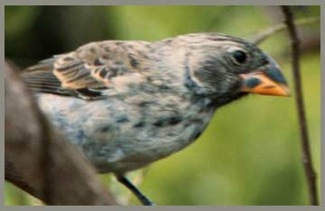 Medium Ground Finch - Geospiza fortis