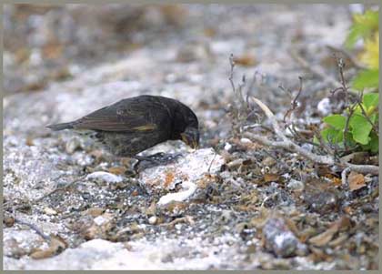 Large Ground Finch - Geospiza magnirostris