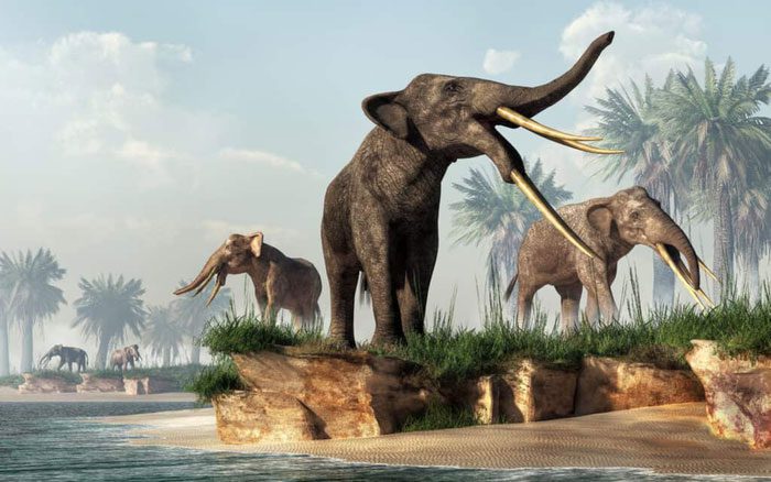 Researchers cannot pinpoint the exact cause of gomphothere extinction.