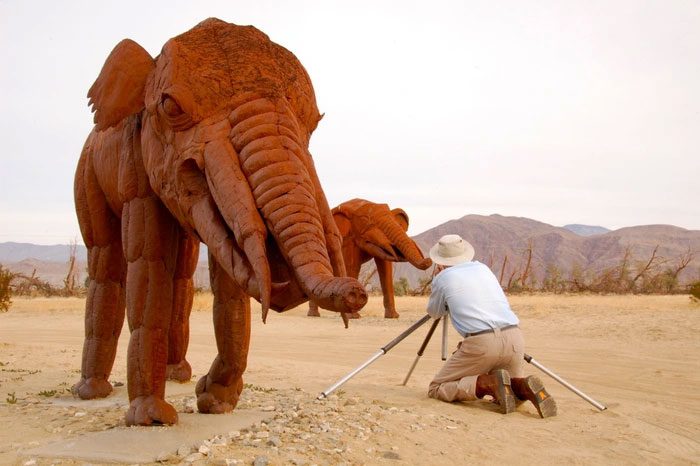 Gomphotheres belong to the extinct family Gomphotheriidae.