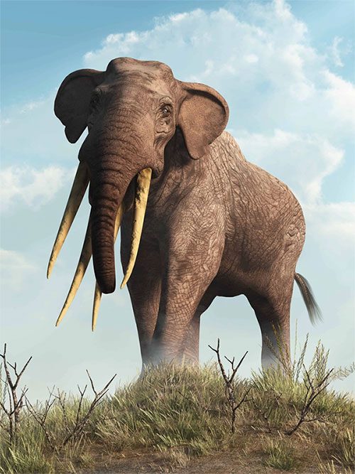 Evidence of gomphotheres from 34 million years ago at the end of the Eocene.