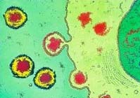HIV attacks the immune system