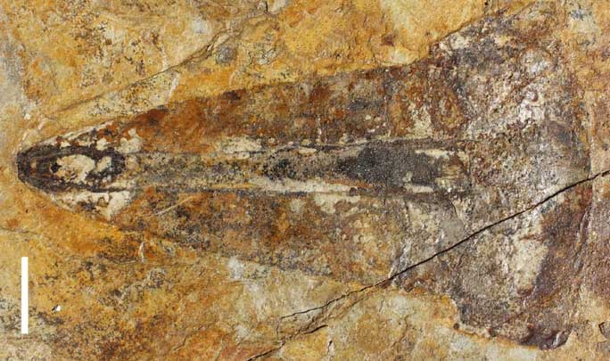 Giant sea scorpion excavated from a quarry in New Mexico