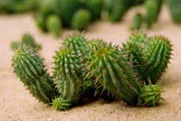 Hoodia Gordonii cactus