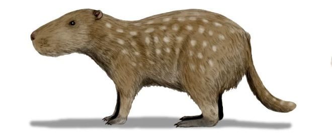 Josephoartigasia Monesi is the largest rodent to have ever lived on Earth.