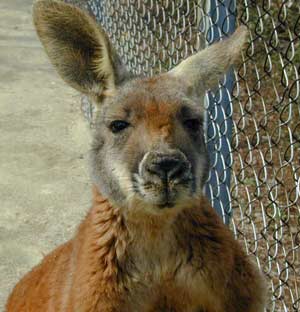 Kangaroos today are gentle herbivores