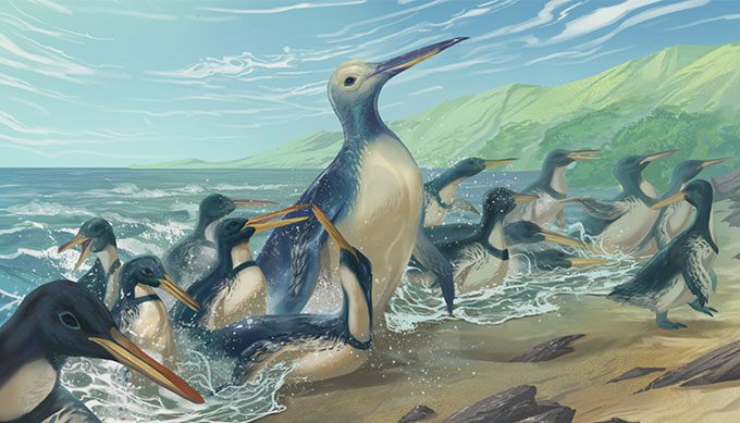 Model of the penguin Kumimanu fordycei