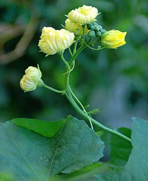 Young sponge gourd leaves