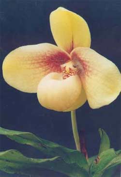Paphiopedilum hangianum flowering naturally from April to May
