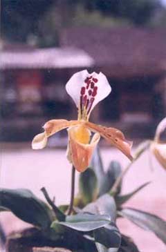 Paphiopedilum gratrixianum flowering naturally from October to December.