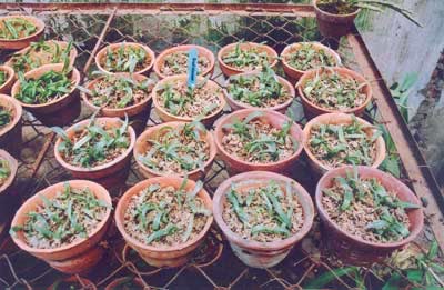 Seedlings transferred from test tubes to nurseries