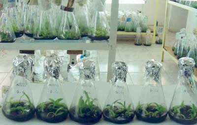 Seedlings growing in vitro