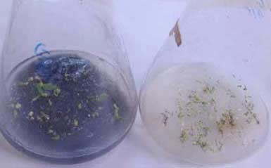 Seeds of Paphiopedilum hangianum and Paphiopedilum gratrixianum germinating in vitro