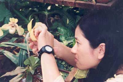 Pollinating Paphiopedilum hangianum