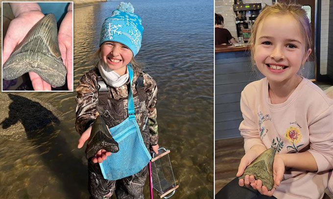 Molly Sampson with the giant fossilized Megalodon shark tooth.