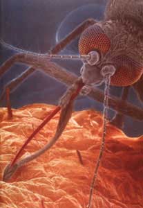 Female mosquitoes are among the most "sensitive listeners" in the insect world.