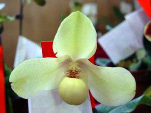 Paphiopedilum hangianum