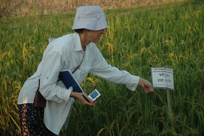 Professor Pamela C. Ronald examining flood-resistant rice varieties.
