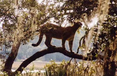 No other animal is stronger than the leopard in the trees