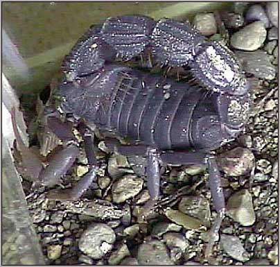 African Scorpion - Parabuthus transvaalicus