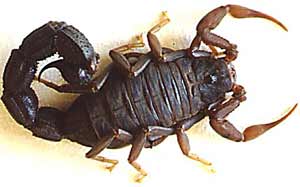 African Scorpion - Parabuthus transvaalicus