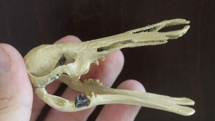 Reconstruction of the skull of Patagorhynchus pascuali, featuring a fossilized molar.