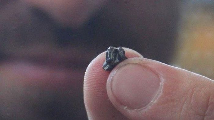 Close-up of the fossilized molar of the ancient platypus relative Patagorhynchus pascuali.