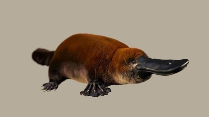 Artist's illustration of the shape of Patagorhynchus pascuali.