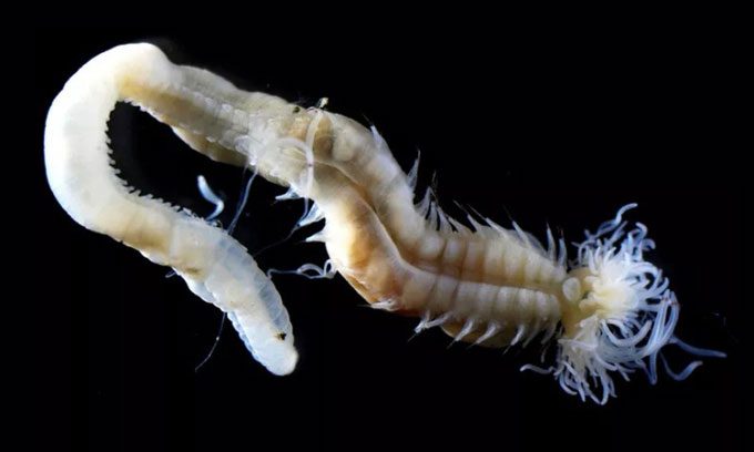 Polycirrus onibi, one of the three newly discovered polychaete worm species.