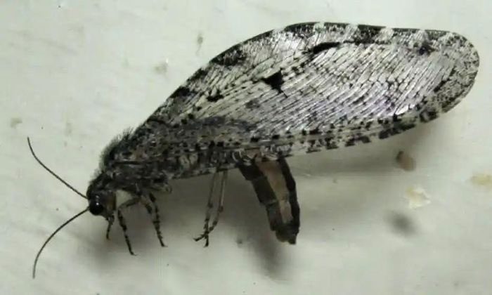 Giant Beetle Polystoechotes punctatus