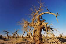 Desert Poplar (Populus diversifolia)