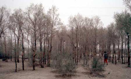 Desert Poplar (Populus diversifolia)