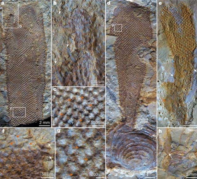 Some specimens of the same species unearthed
