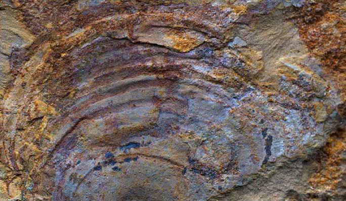 Close-up of the misidentified specimen