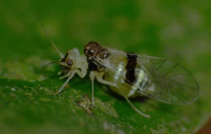 Psocoptera