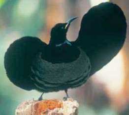 Bowerbird - Ptilonorhynchidae