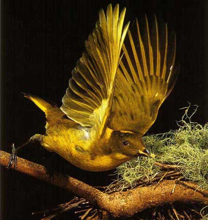 Bowerbird - Ptilonorhynchidae