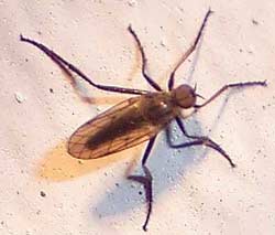 Dancing Fly Rhamphomyia sulcata
