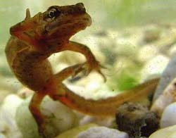 Salaman dridae frog
