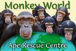 Monkey World - Ape Rescue Center