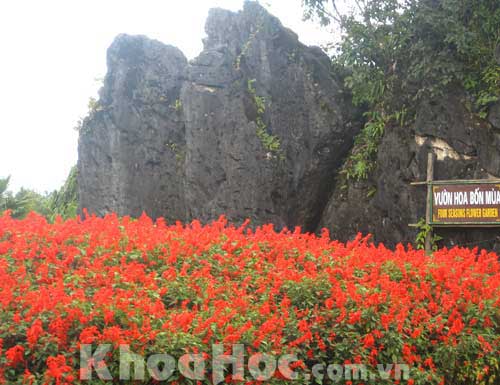 Four Seasons Flower Garden in Dragon Jaw Area - Sapa