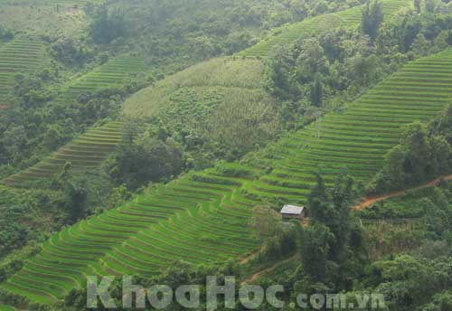Terraced Rice Fields Sapa